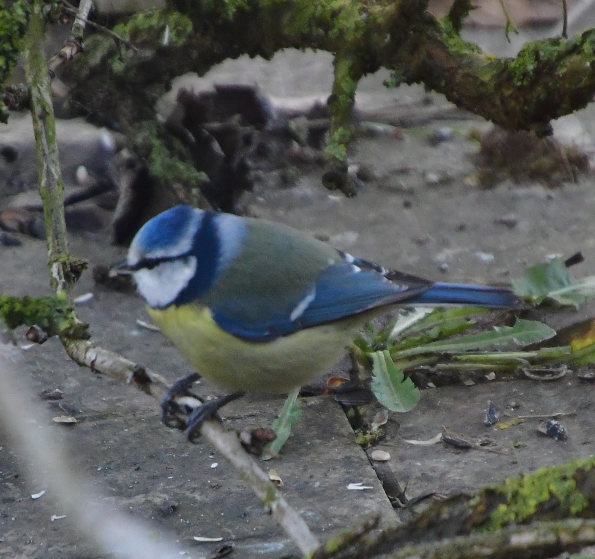 Aidons les oiseaux à passer l'hiver dans nos jardins